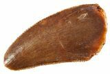 Serrated Raptor Tooth - Real Dinosaur Tooth #332654-1